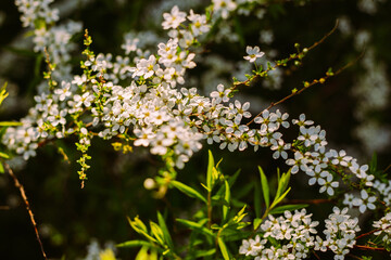 Flowers in the garden. Beautiful white flowers. Blooming white flowers of spirea. Close-up of garden bush flowers- spiraea flower. Spiraea flower background. Macro shot.