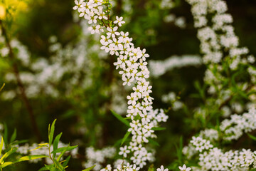 Flowers in the garden. Beautiful white flowers. Blooming white flowers of spirea. Close-up of garden bush flowers- spiraea flower. Spiraea flower background. Macro shot.