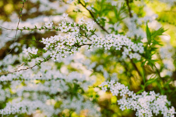 Flowers in the garden. Beautiful white flowers. Blooming white flowers of spirea. Close-up of garden bush flowers- spiraea flower. Spiraea flower background. Macro shot.