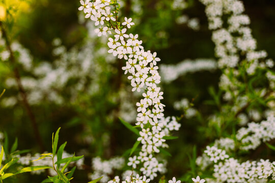Flowers in the garden. Beautiful white flowers. Blooming white flowers of spirea. Close-up of garden bush flowers- spiraea flower. Spiraea flower background. Macro shot. - Powered by Adobe