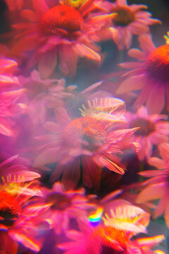 PInk echinacea
