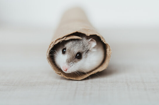 Hamster