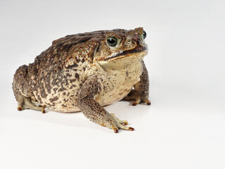 Agakröte, Bufo marinus, Studiofoto vor weißem Hintergrund, Freisteller