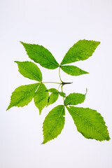 Leaf chestnut on white background. Green leaves isolated on white. Horse chestnut branch. Top view.