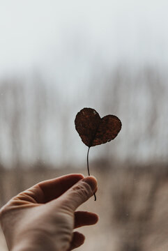 Heart leaf