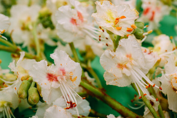 Horse chestnut flowers on green background. Macro shot of chestnut flowers. 