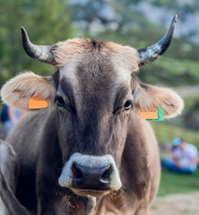 Close-up of a cow, that an ear tag in the ear, without writing anything.