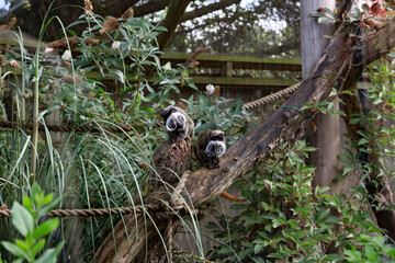 Emperor tamarin @ Blair Drummond