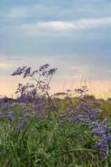 Kermek blooms in the steppe. Small lilac flowers in the meadow.