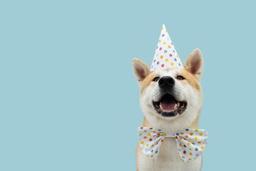 Happy akita dog celebrating birthday or carnival wearing party hat and bowtie. Isolated on blue...
