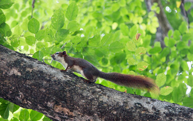 squirrel on tree outdoor park on banner