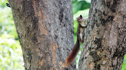 Obraz premium squirrel on tree outdoor park on banner
