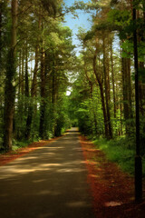 Forest @Pentlands