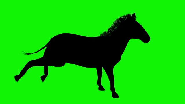 Animation of a horse galloping on a green screen background. Isolated silhouette, figure, shape of a running stallion on a chromakey background.