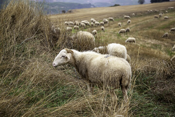 Sheep in field