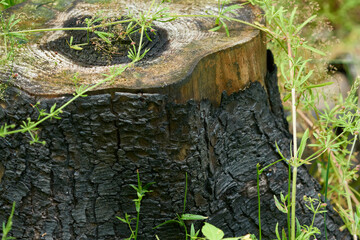 Obraz premium Brandrodung im Wald