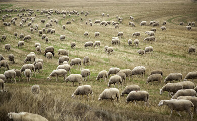 Sheep in field