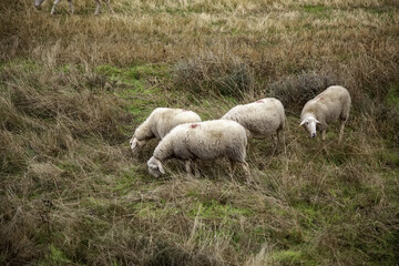 Naklejka na ściany i meble Sheep in field