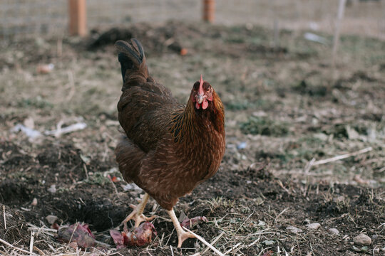 Backyard Hens