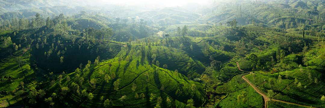 Tea fields