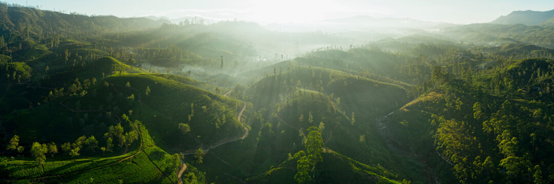 Tea fields