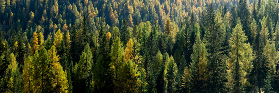 Alpine forest in autumn