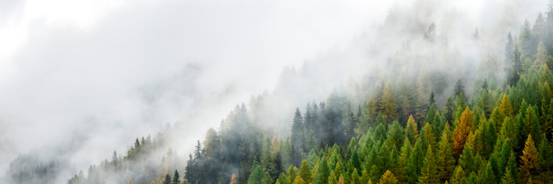 Fototapeta Misty Alpine forest in autumn