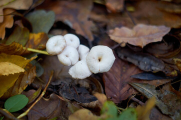 white mushroom bush in the forest