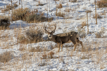 Naklejka na ściany i meble Mule Deer Buck in a Snow Covered Landscape in Wyoming