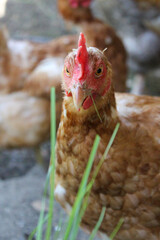 The hen looks at the grass