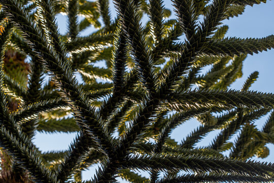 Affenbaum im Stadtgarten