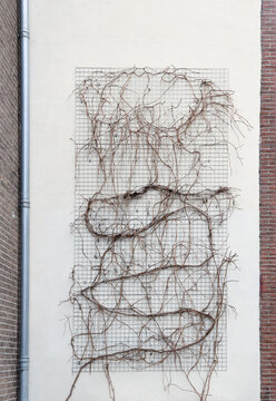 bare vine on wall