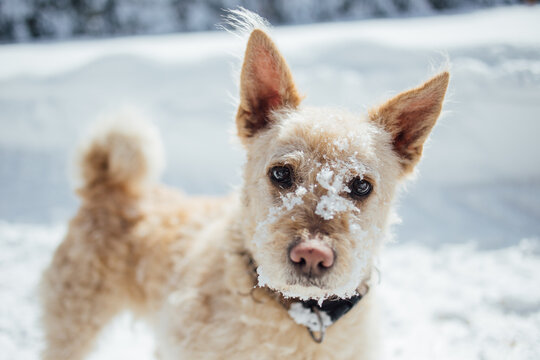 Dog in mountain