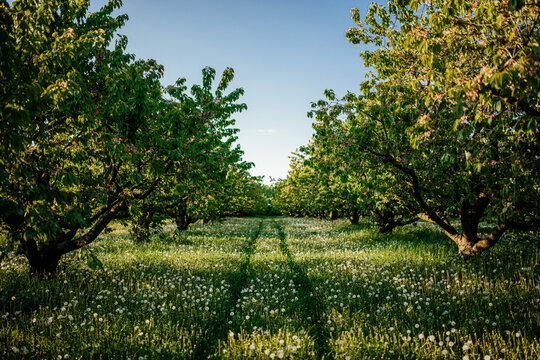 Blooming green field and trees in spring countryside