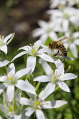 Insect on white flowers, gagea