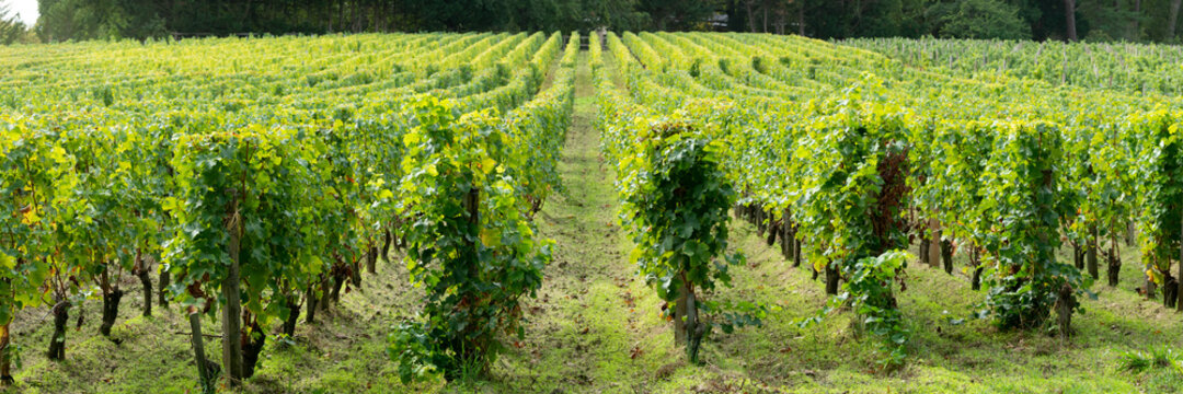 French Vineyard