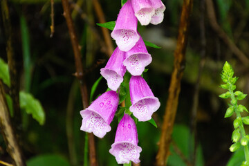 Close up of ping foxglove flowers with water drops © Dave