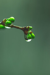 Wassertropfen auf einer Pflanze