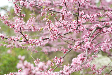 Pink cherry blossom in spring.