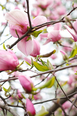 Obraz premium Beautiful magnolia tree. Magnolia tree blossom in springtime. Tender pink flowers. Close up magnolia flower.
