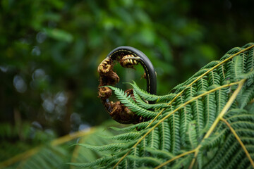 Close up of an unfurling New Zealand silver fern frond (Koru) © Dave