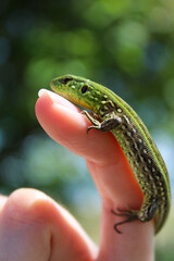 green lizard sitting on hand