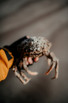 Unrecognizable man showing dead crab to camera