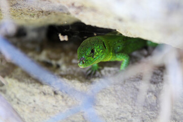 Green lizard peeps out from under the stone