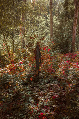 The autumn sun in the forest plays with its rays.