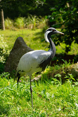 Obraz na płótnie Canvas demoiselle crane , Heron