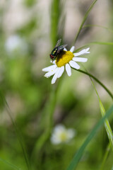 black fly sitting on chamomile flower