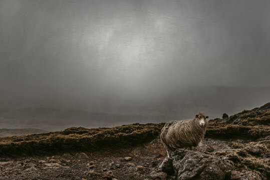 Solitary sheep on rocky hillside in cool windy weather