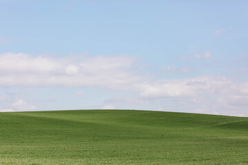 Over-wintered wheat field and blue sky