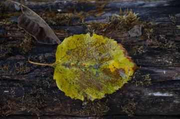 倒木と黄色い葉っぱ